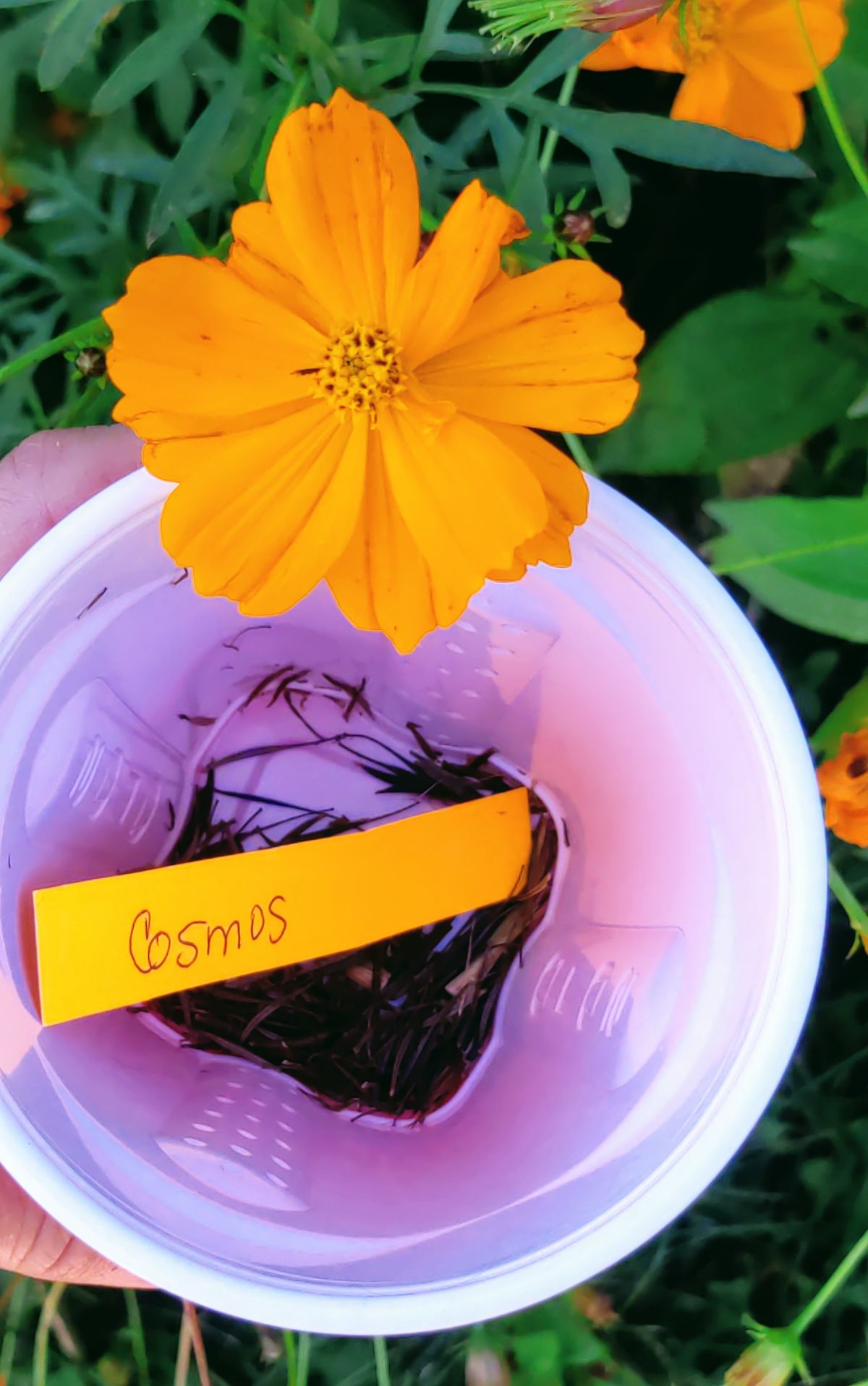 Cosmos seeds in a cup with a name tag next to pretty orange cosmos flower