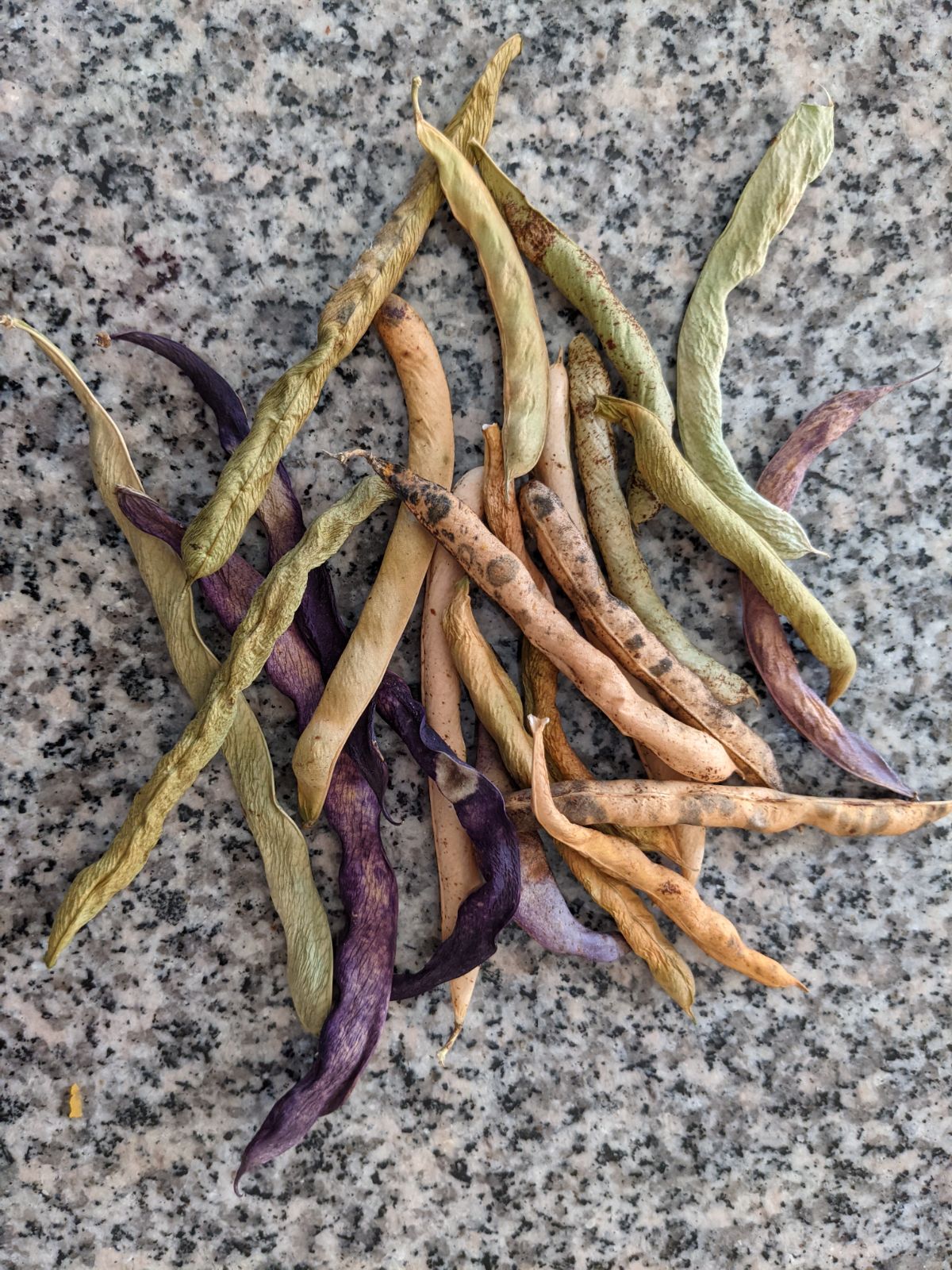 Pile of dried green bean seed pods mixed in with purple podded pole beans and possibly golden wax beans