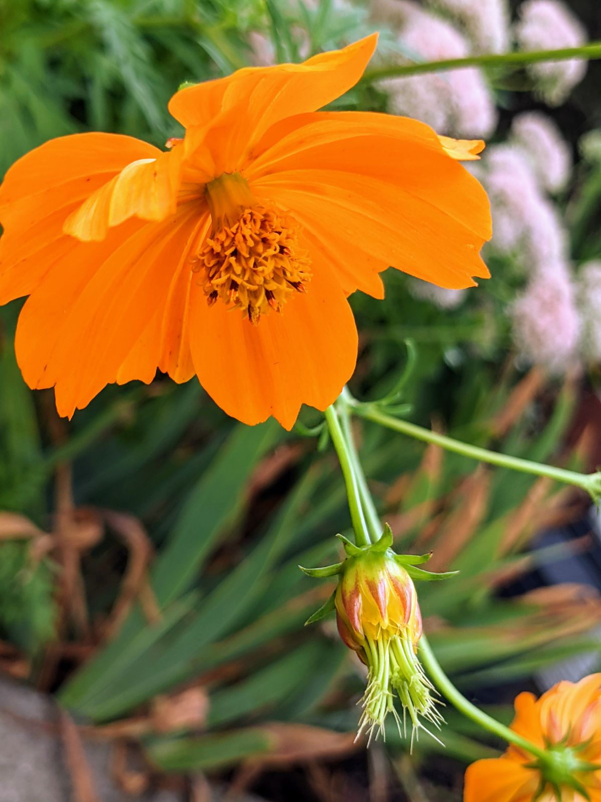 Orange cosmo flower and green seed head that is working on ripening the seeds. Wait a bit longer to harvest this one!