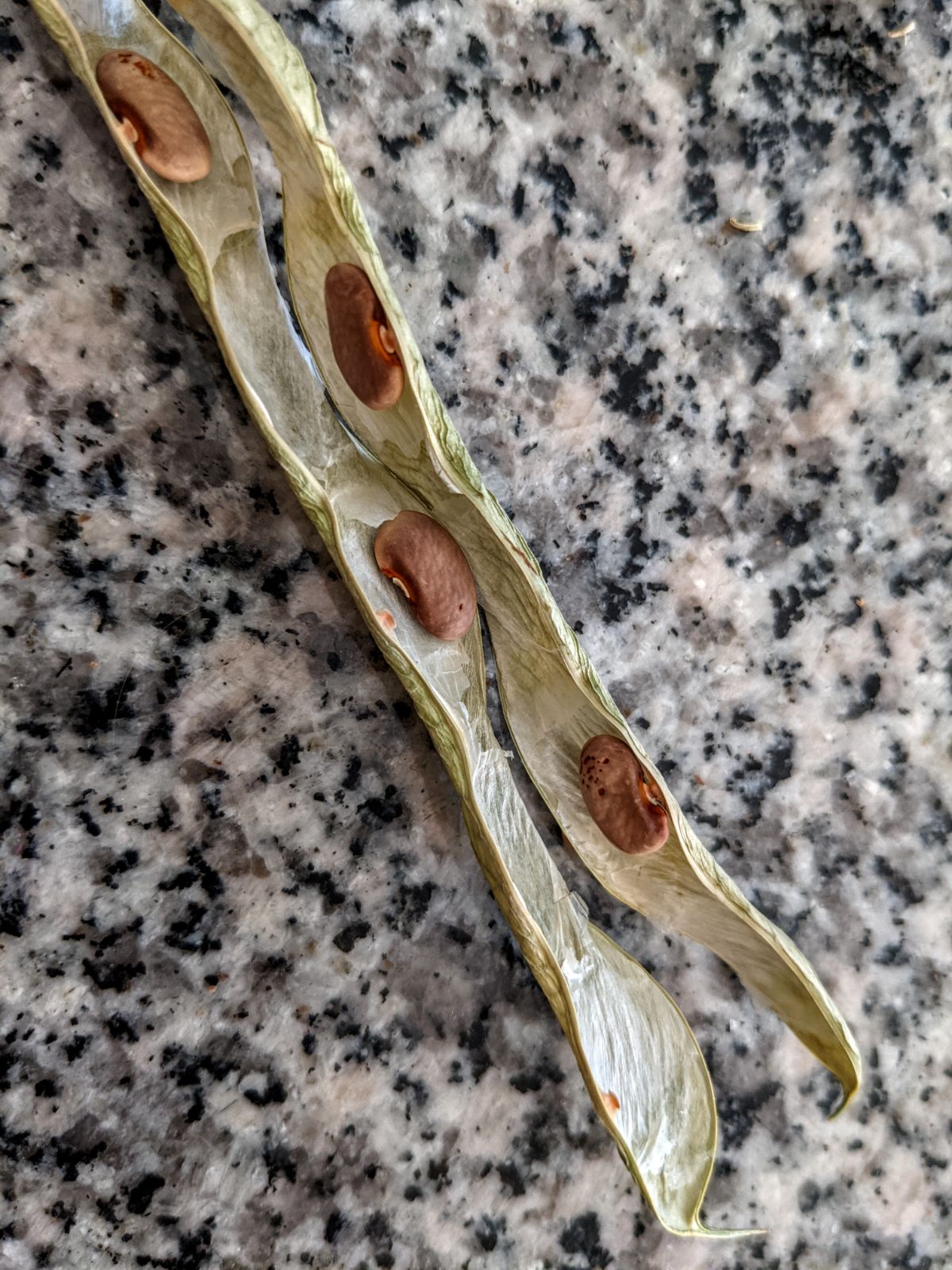 Opened green bean seed pod on a granite table