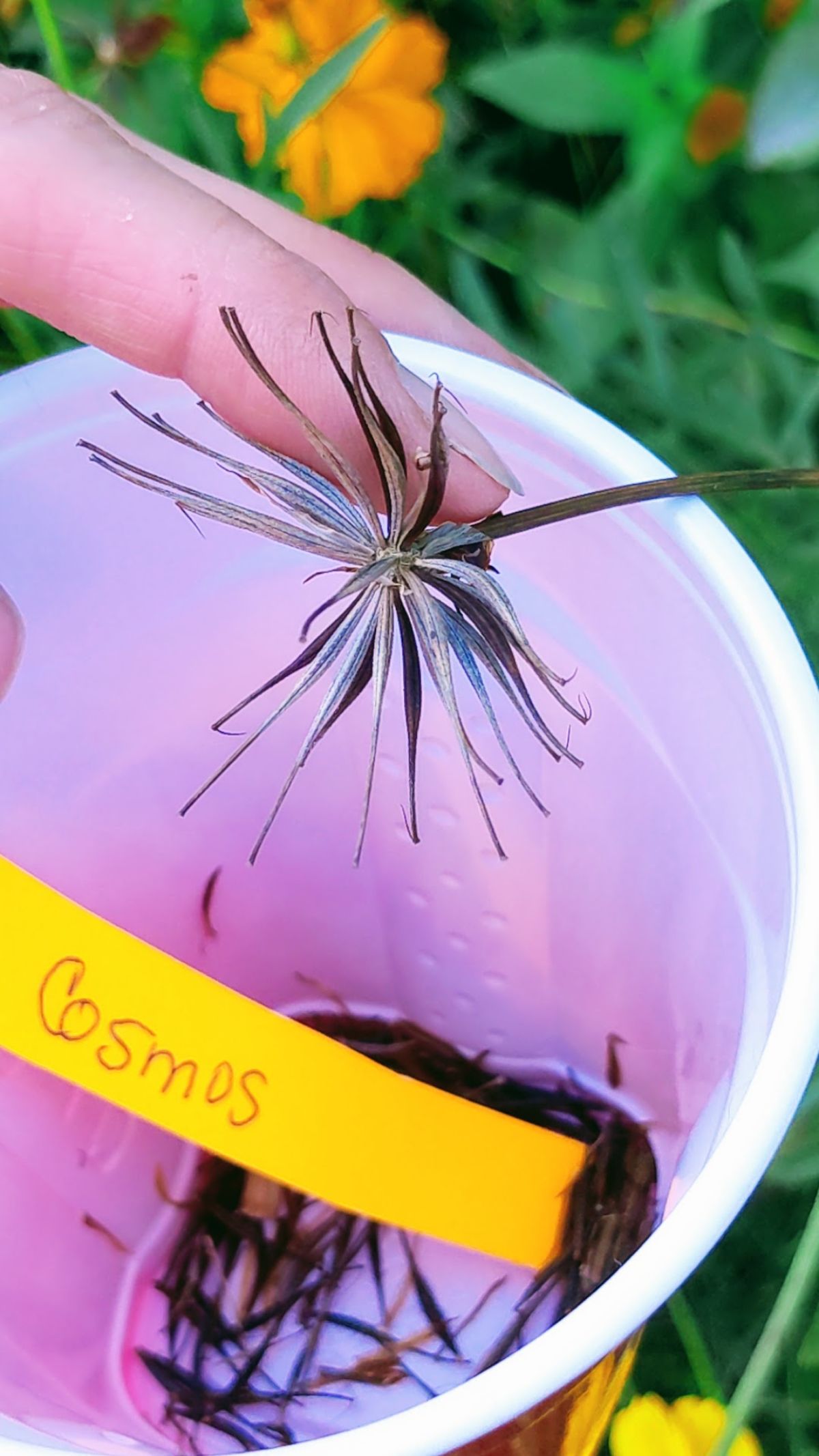 Finger pressing on ripe seed head from Cosmic orange cosmos flower over a red cup for collecting seeds