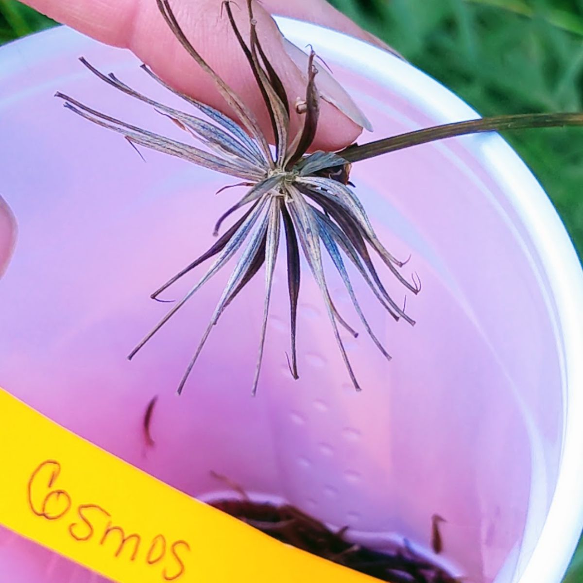 Harvesting Cosmos Seeds 10 Quick Tips on Collecting & Storing
