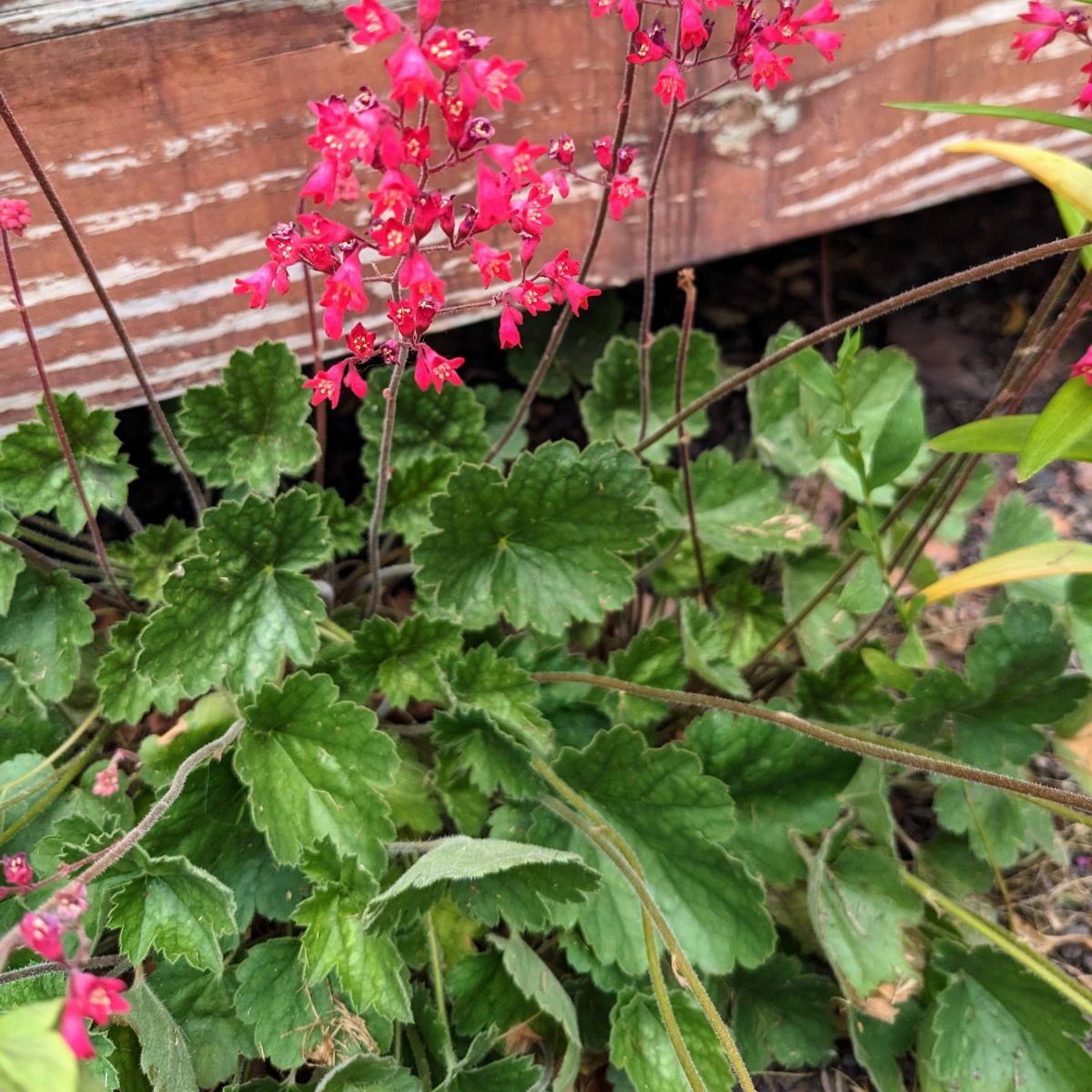 Hot Pink Coral Bells flowering alongside a wooden deck