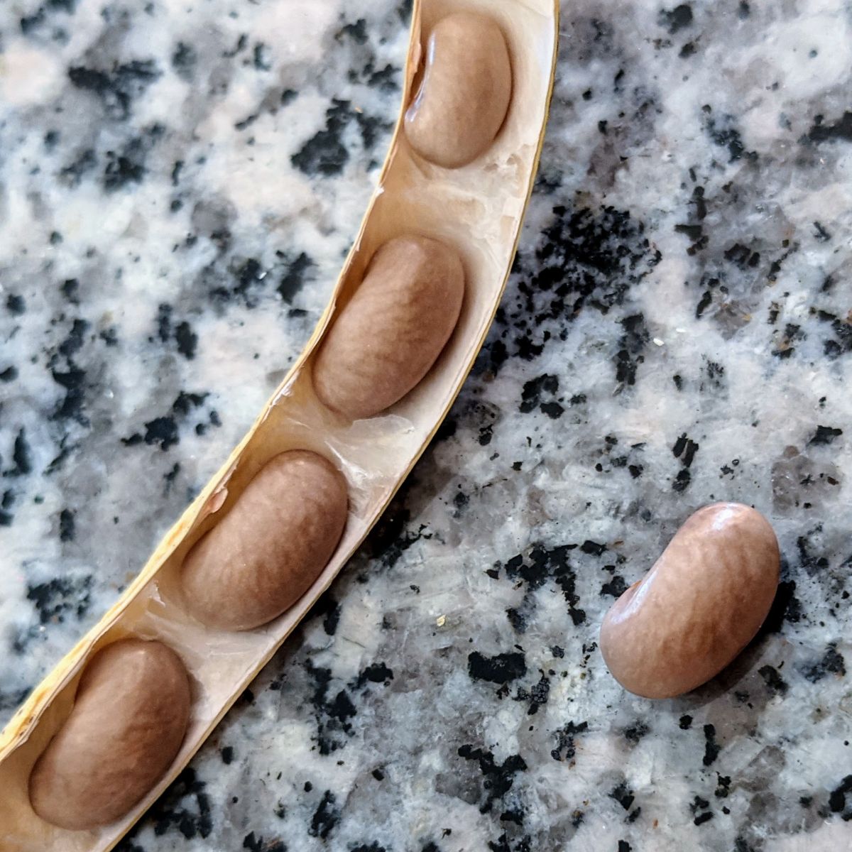 Open pod full of bean seeds on a granite table