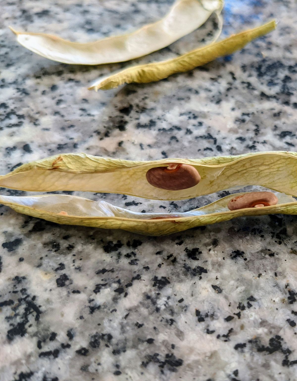 Dried green bean seed pod cracked opened with seeds visible inside