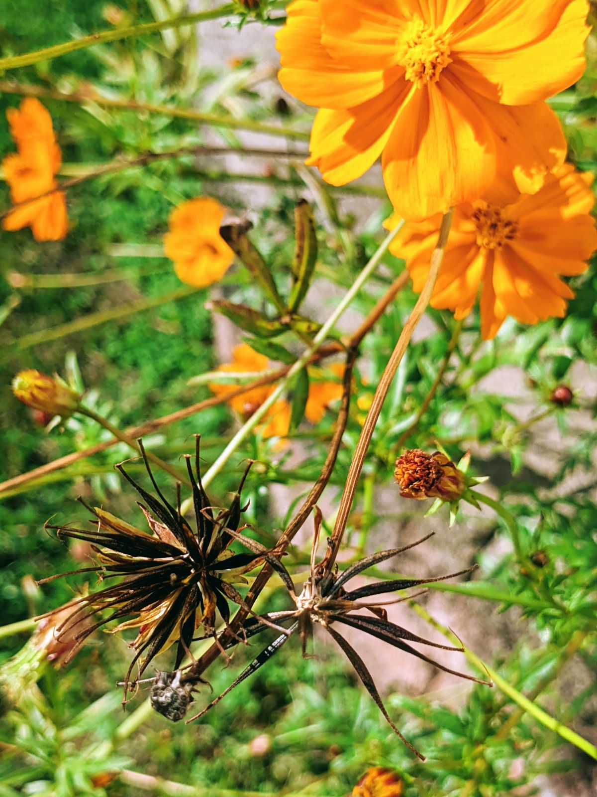 Lots of seeds bursting from orange cosmos seed pods in our garden