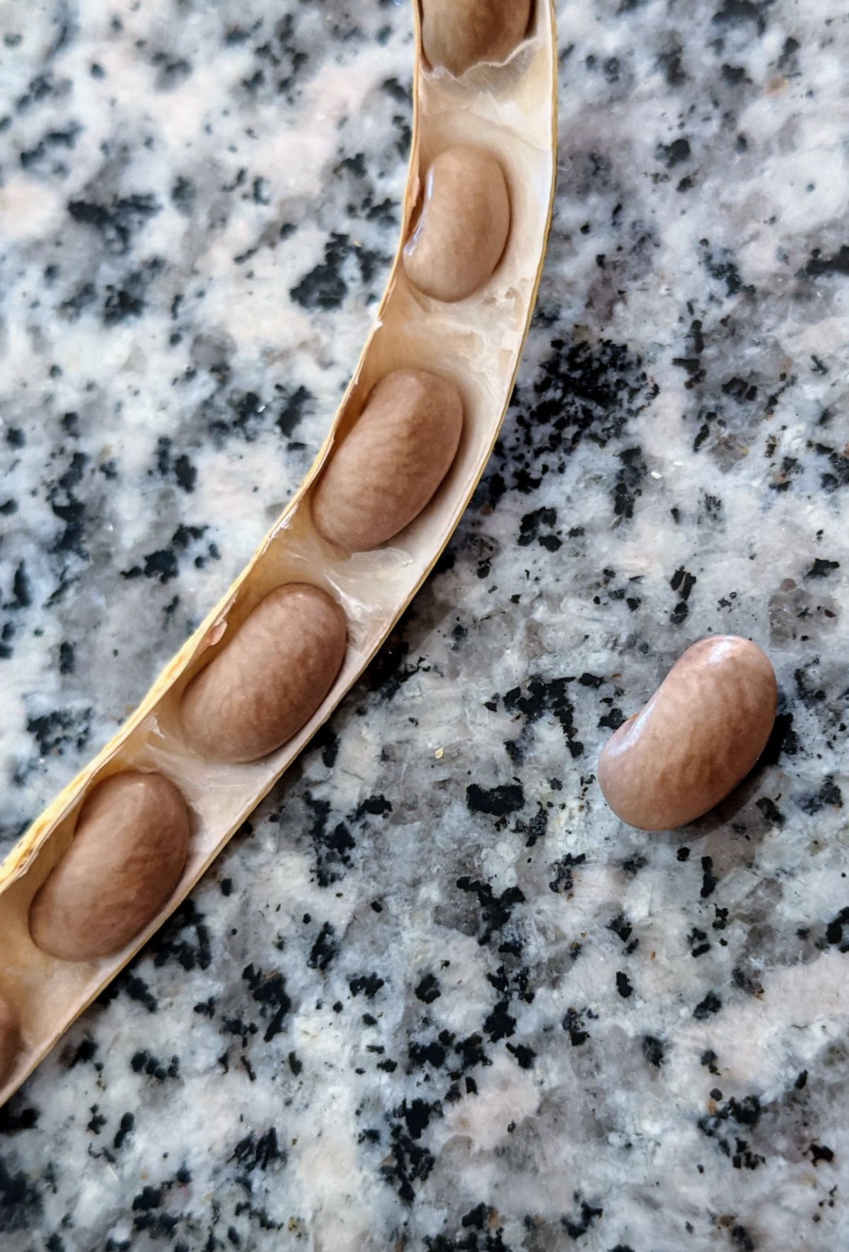 Open pod full of bean seeds on a granite table