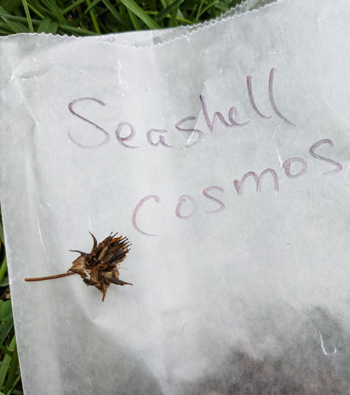 Waxed glassine envelope used to store seeds from seashell cosmos