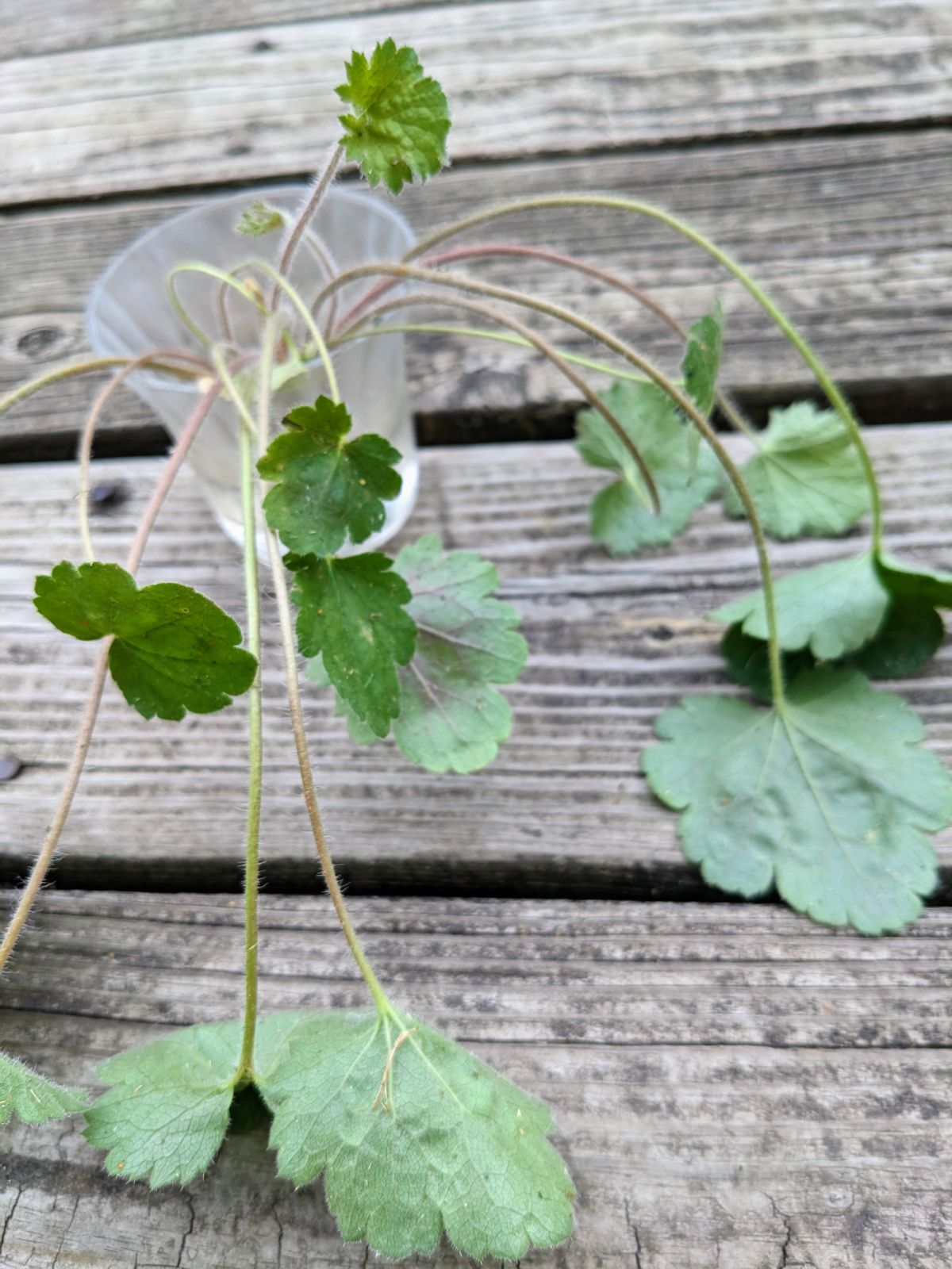 Leafy coral bells in a jar of water on the deck