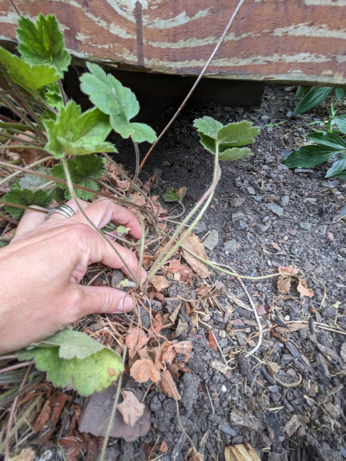 Dividing coral bells as a form of propagation - hand picking a piece of the plant