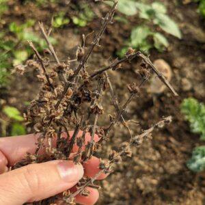 How to Harvest Basil Seeds from Basil Seed Pods