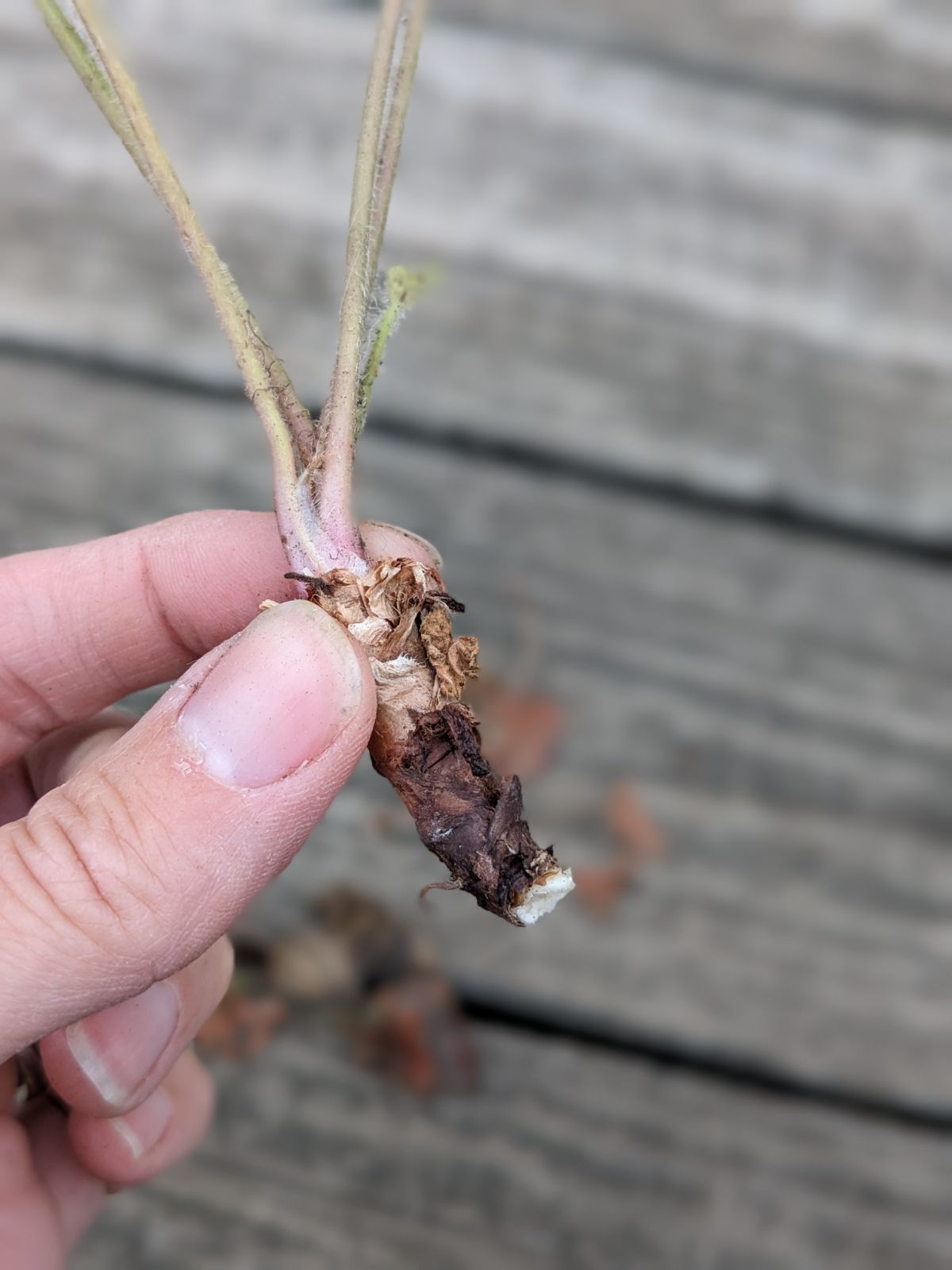 Coral bell Heuchera tuber