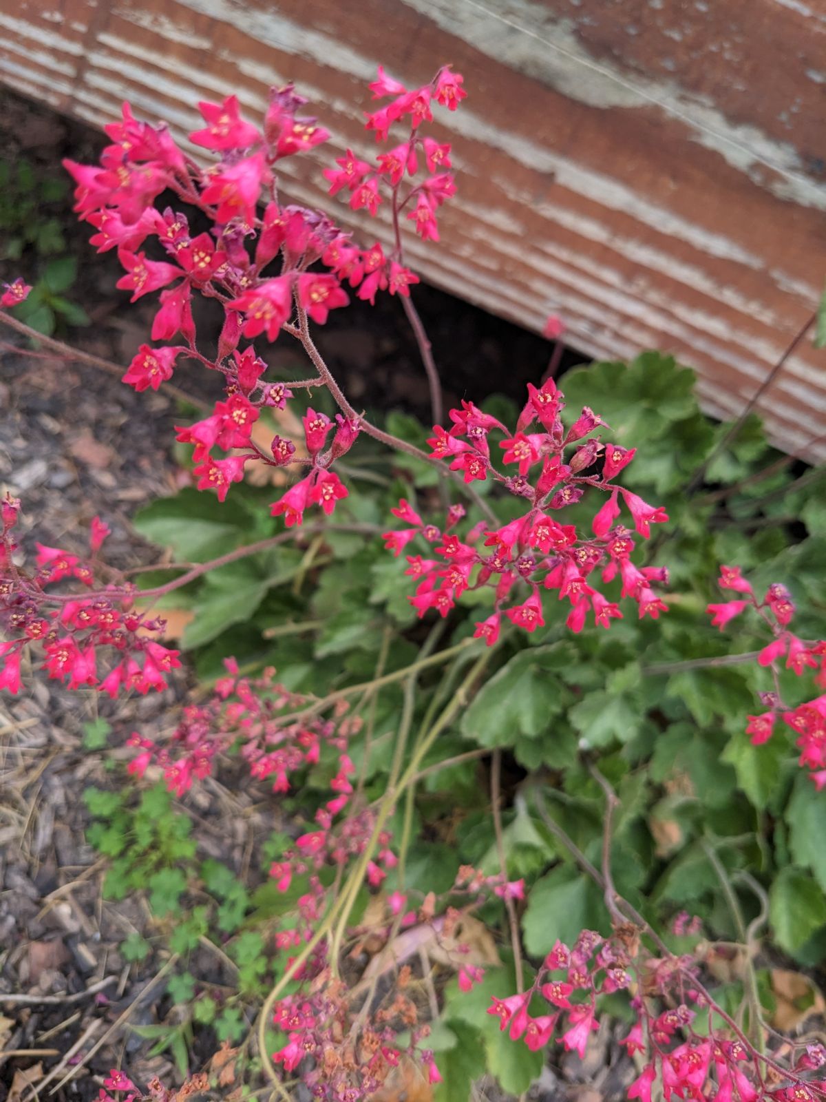 Hot pink coral bells growing in the garden