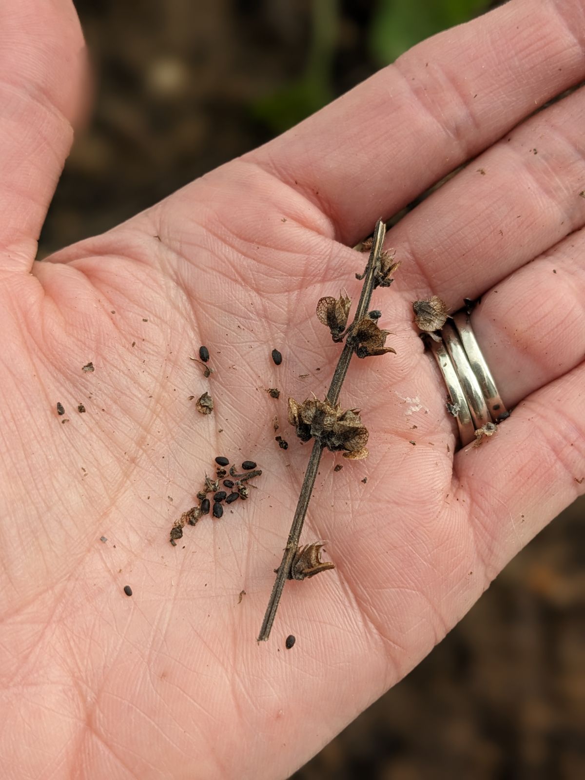 Removing basil seeds from the dried seed pods