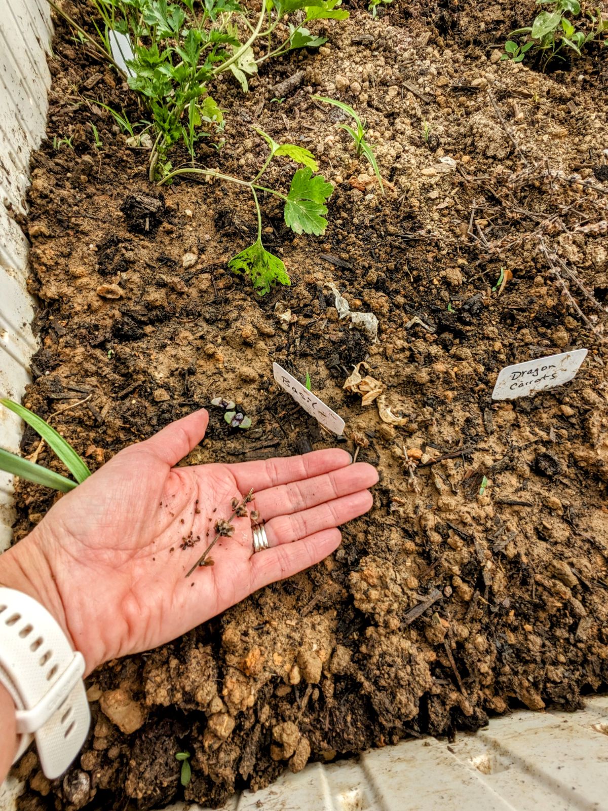 Saving basil seeds for next season