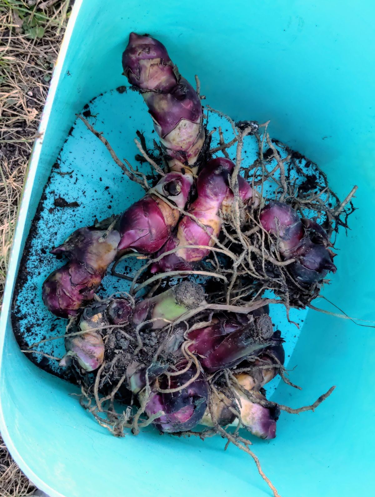 Canna rhizomes in a plastic bin or bucket