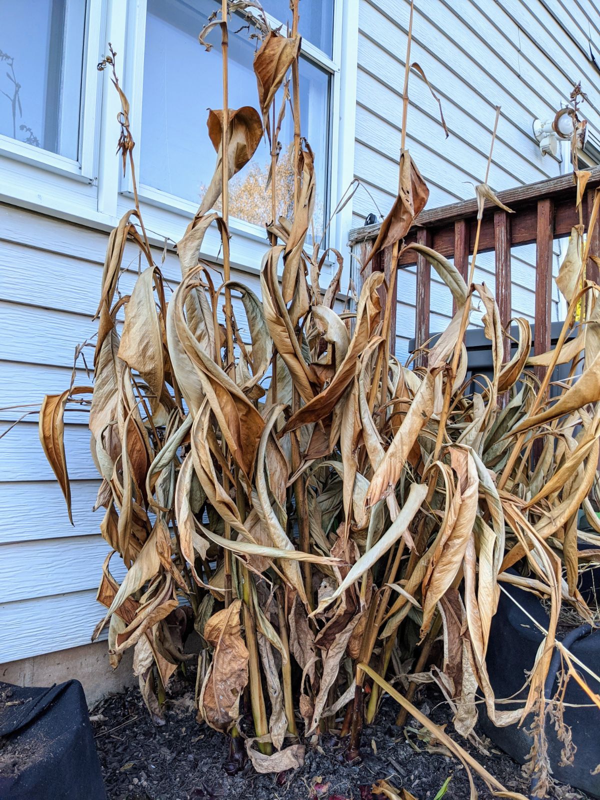 Brown canna lily foliage hit by frost