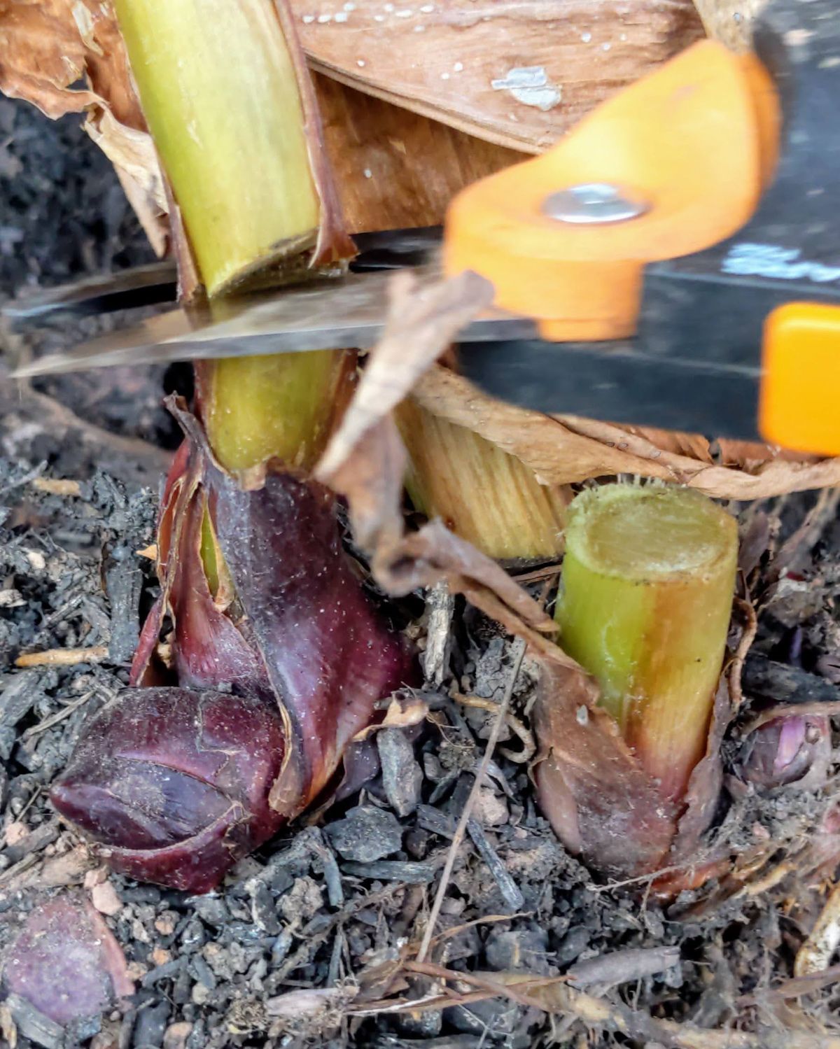Pruners cutting back canna lily stalks before lifting rhizomes for overwintering