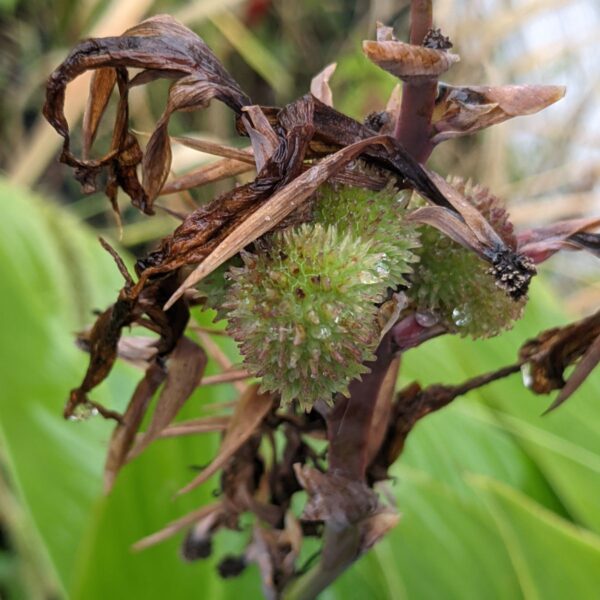 Green spiky ball on canna deadhead spent bloom