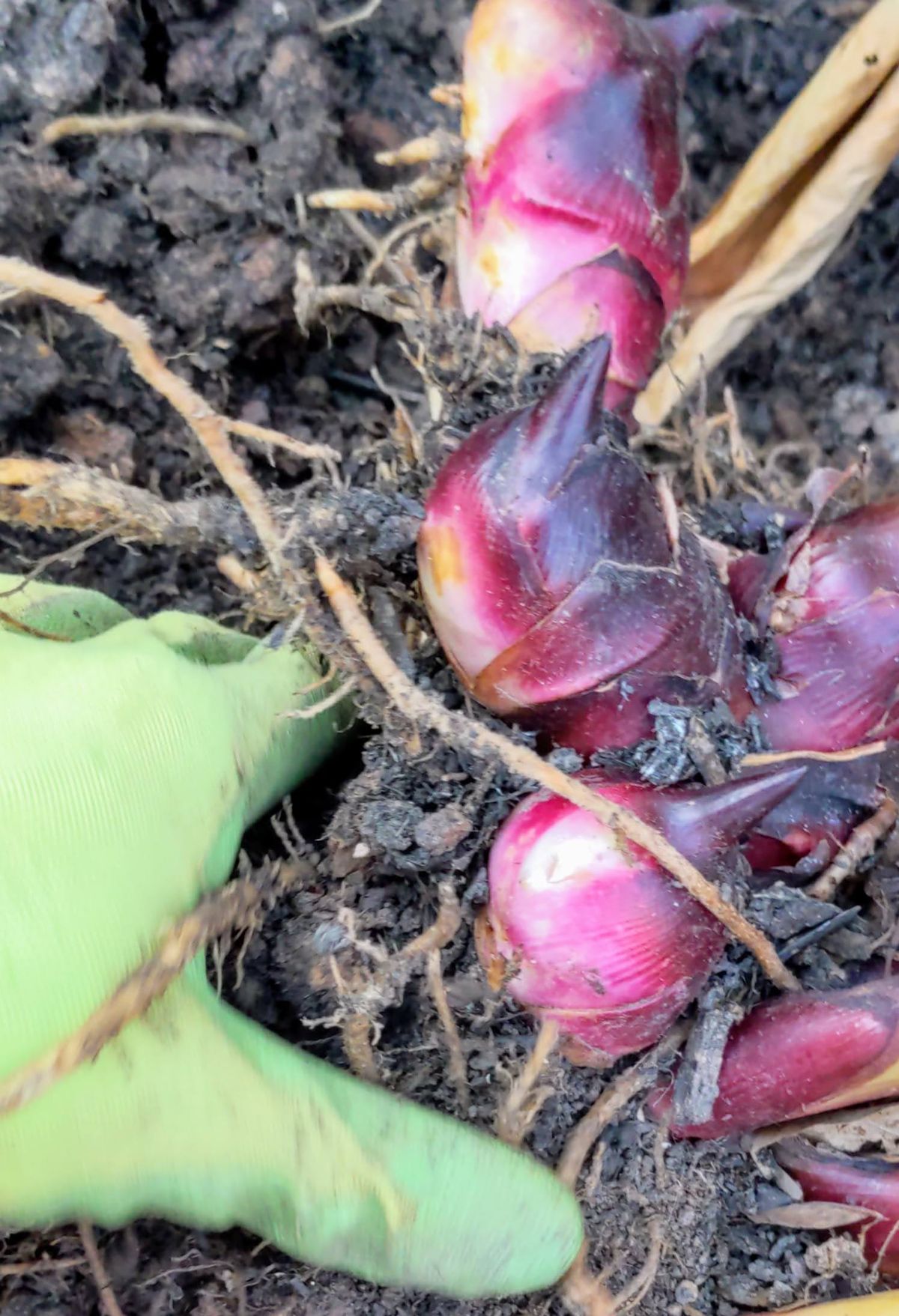 Hand in a green gardening glove digging up canna lily rhizomes