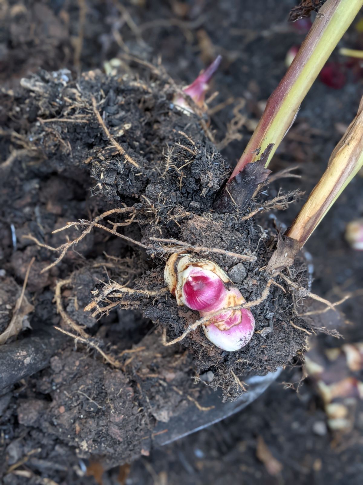 Shovel digging up canna lilies for storing over the winter