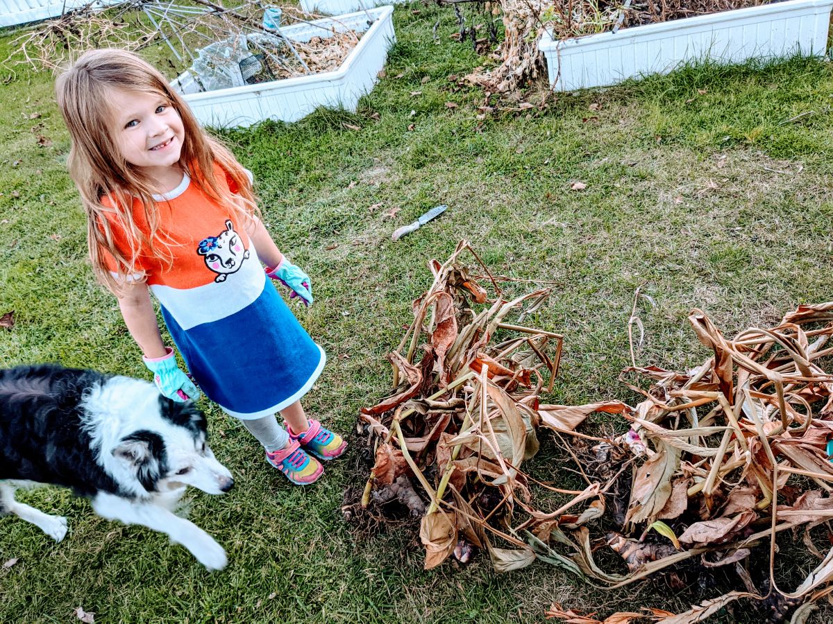Young daughter and border collie in the garden helping to lift cannas for winter storage
