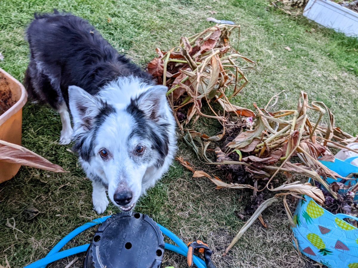 Border collie hanging out in the garden while digging up cannas for winter storage