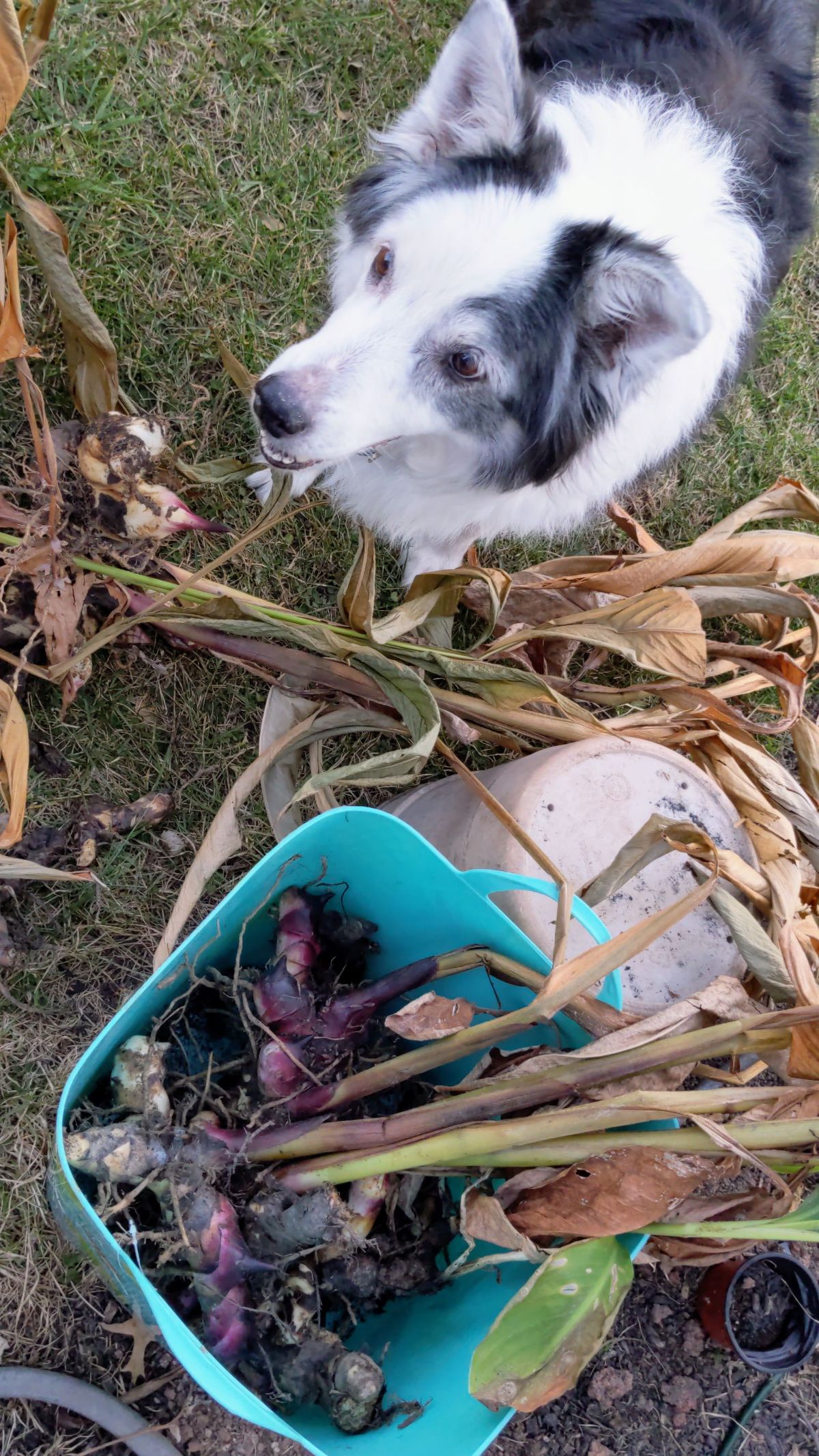 Pulling up cannas after a big frost, border collie looks on