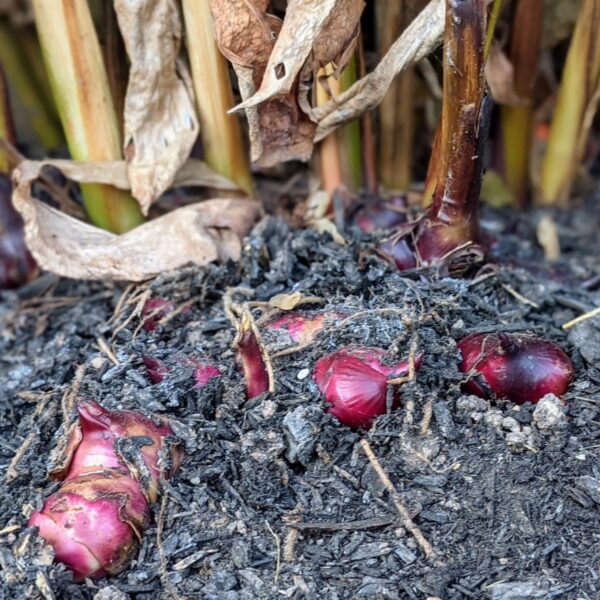 Canna rhizomes ready for lifting after frost