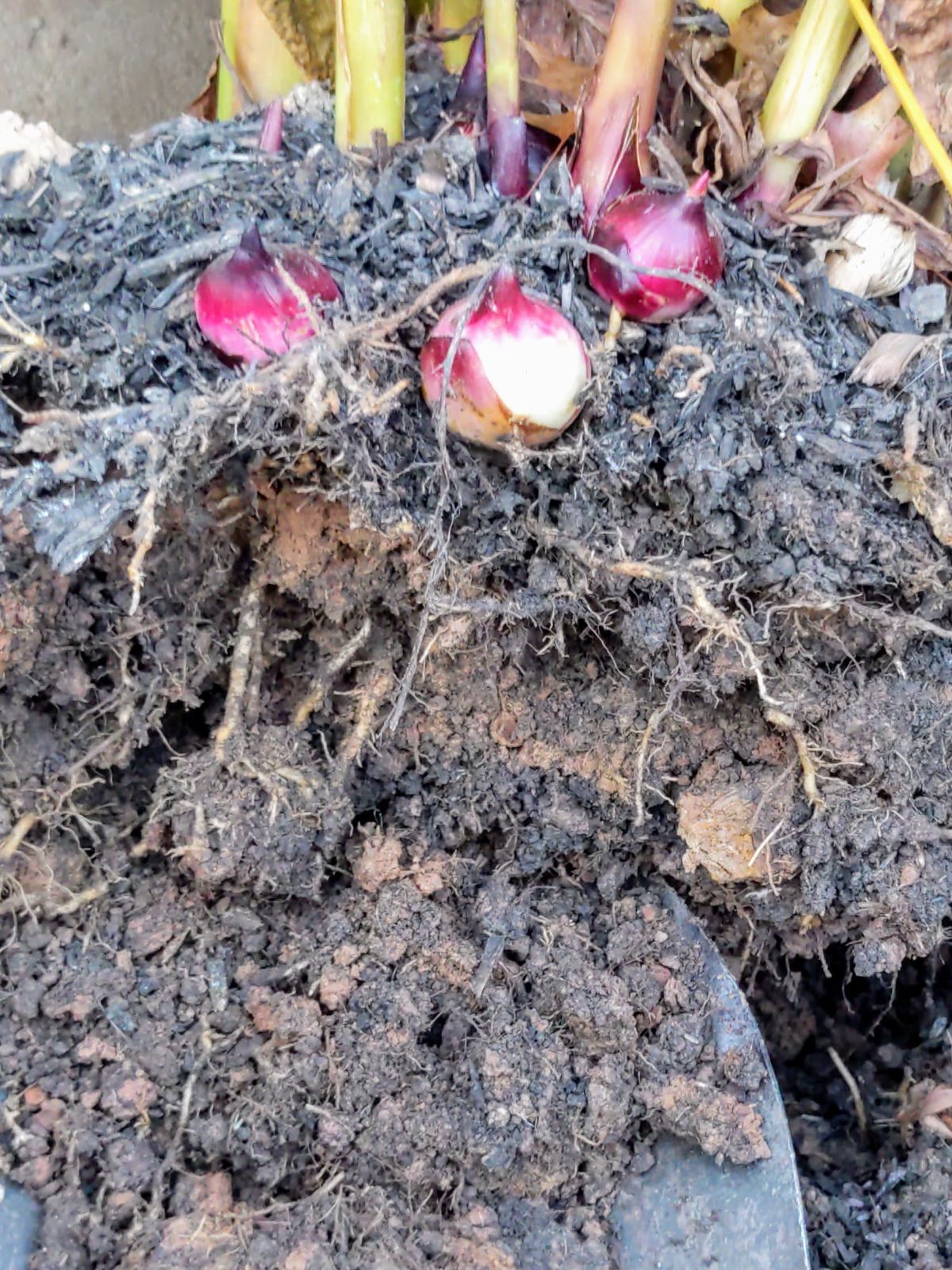 Lifting cannas with a large shovel to pop them out of the ground