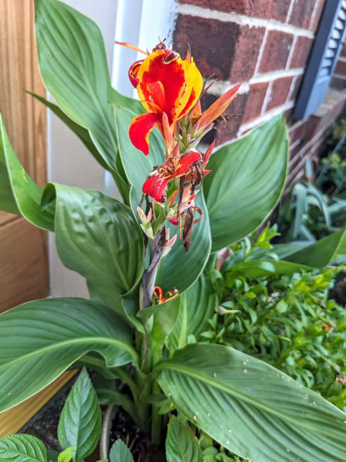 Red and yellow canna lily in bloom