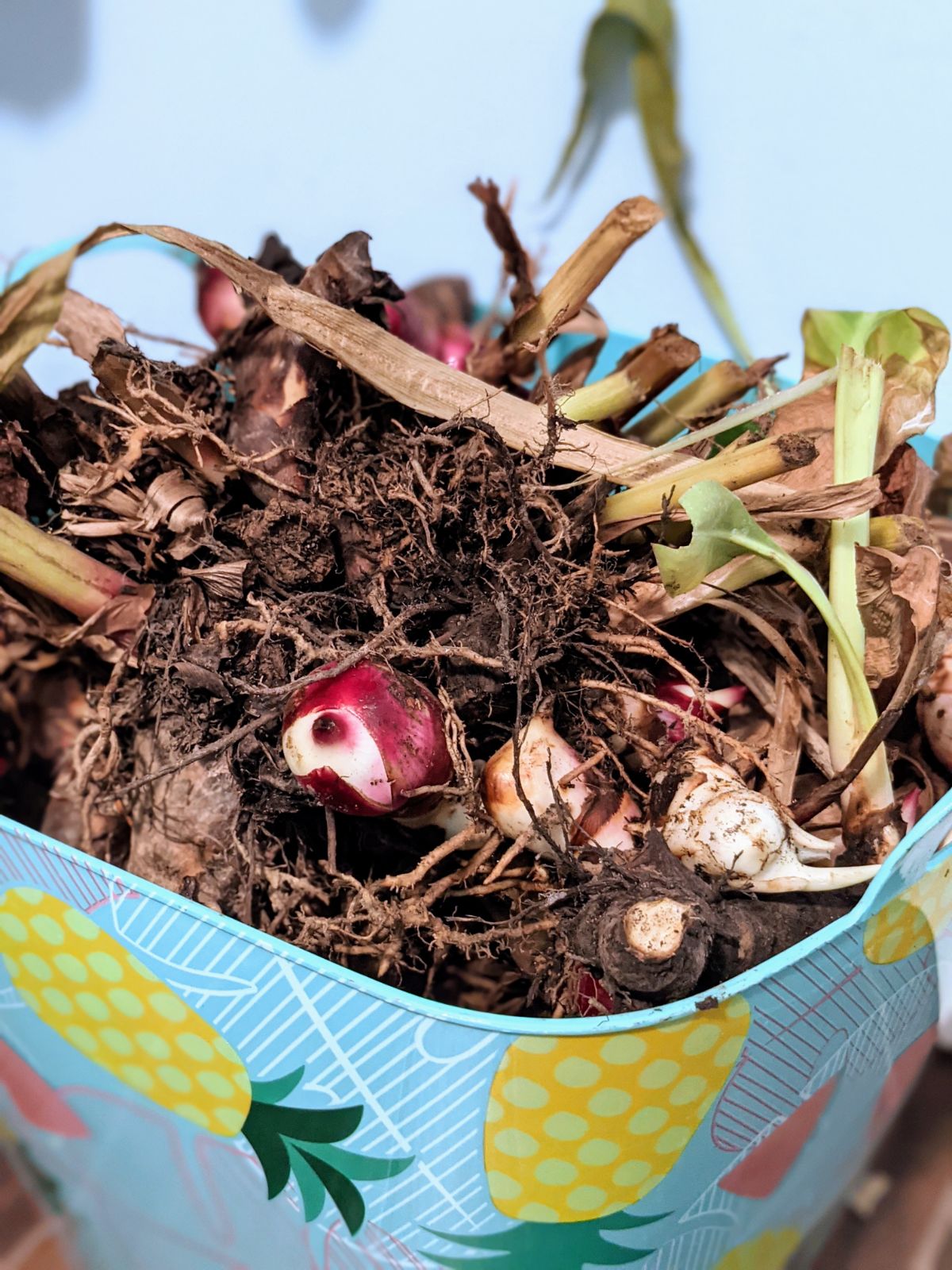 Freshly dug canna lily bulbs in a plastic bin for overwinter storage