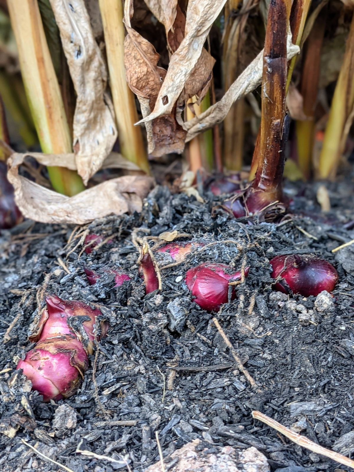 Canna rhizomes ready for lifting after frost