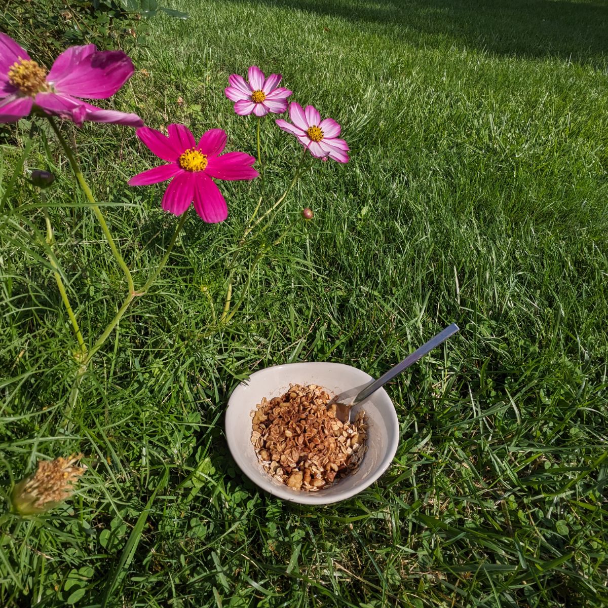 Bowl of oatmeal with a spoon in the garden with purple and white cosmos flowers