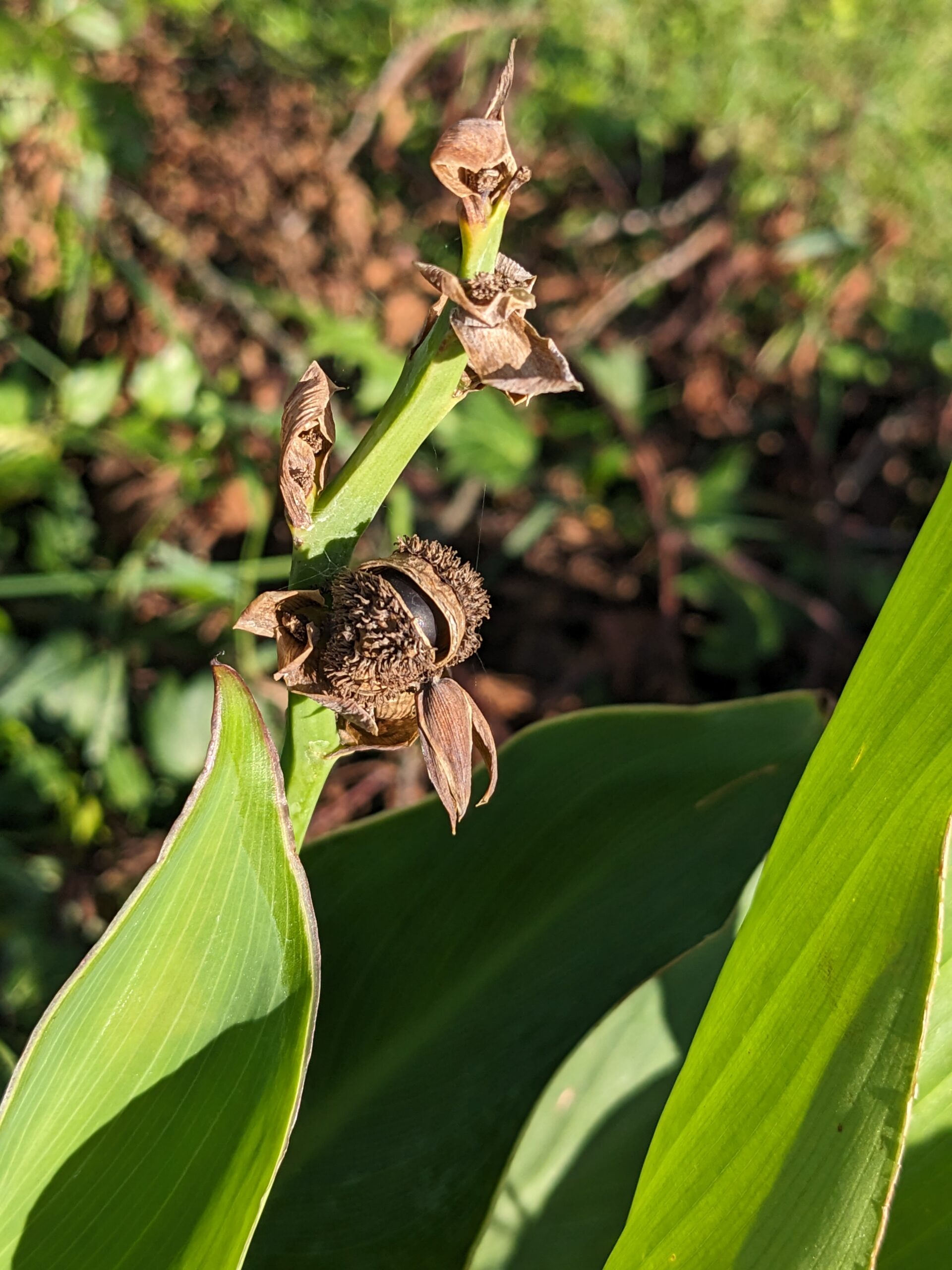 Cannova Rosa has gone to seed - canna lily seed pod with ripe seeds inside
