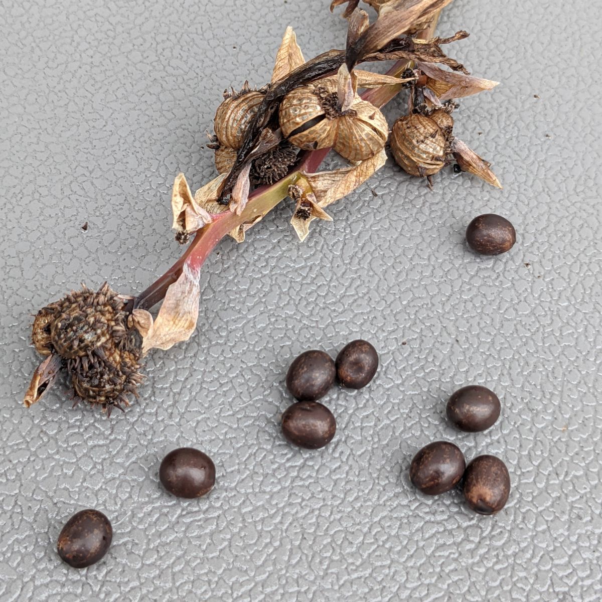 Canna lily seed pod and mature canna seeds