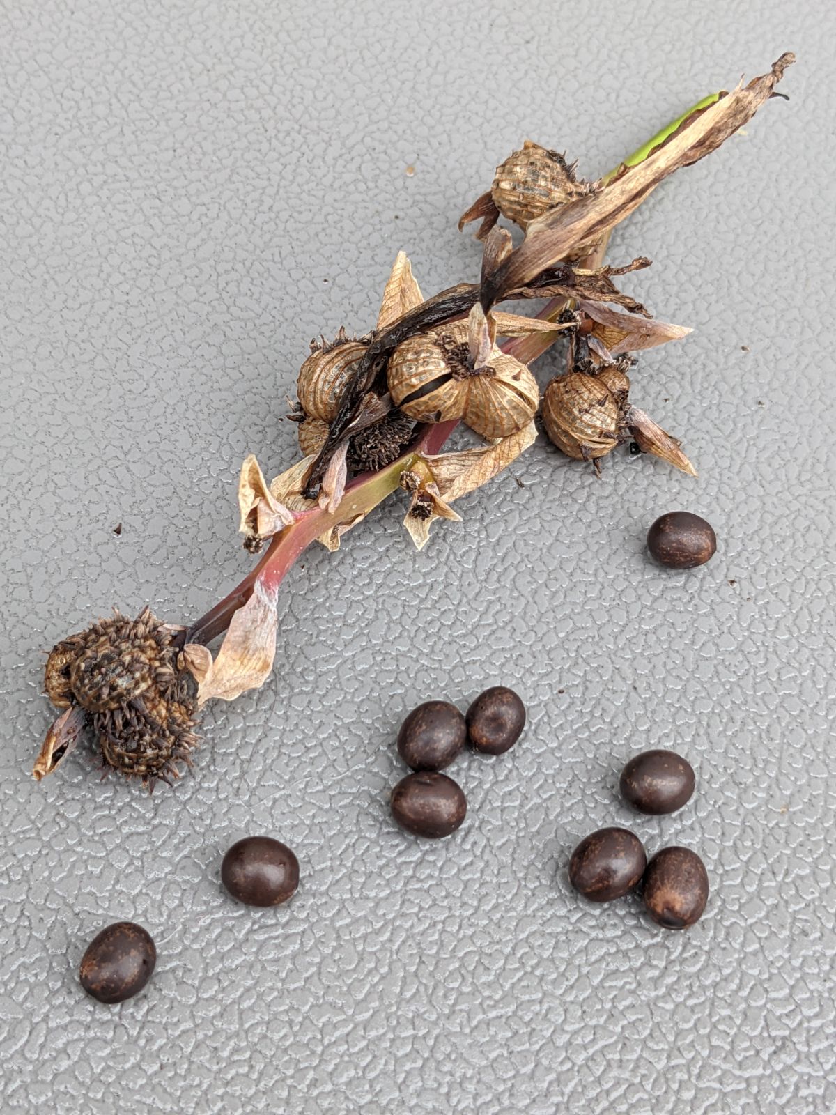 Canna lily seed pod and mature canna seeds