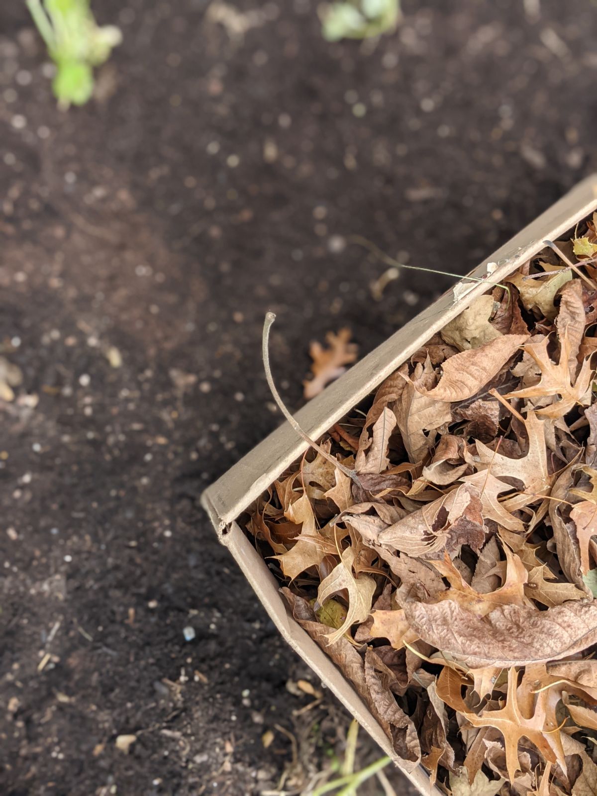 Box of brown leaves for composting in the garden