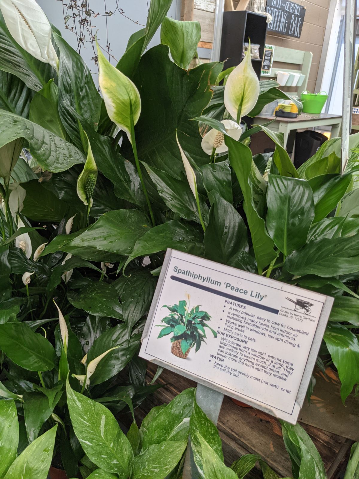 Peace lily plant with a sign