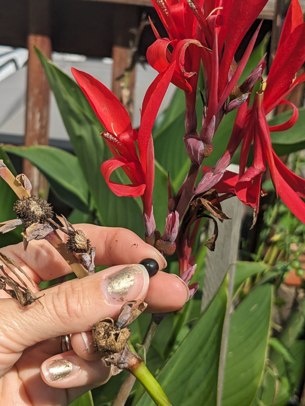 Hand holding canna lily seeds next to red cannas 