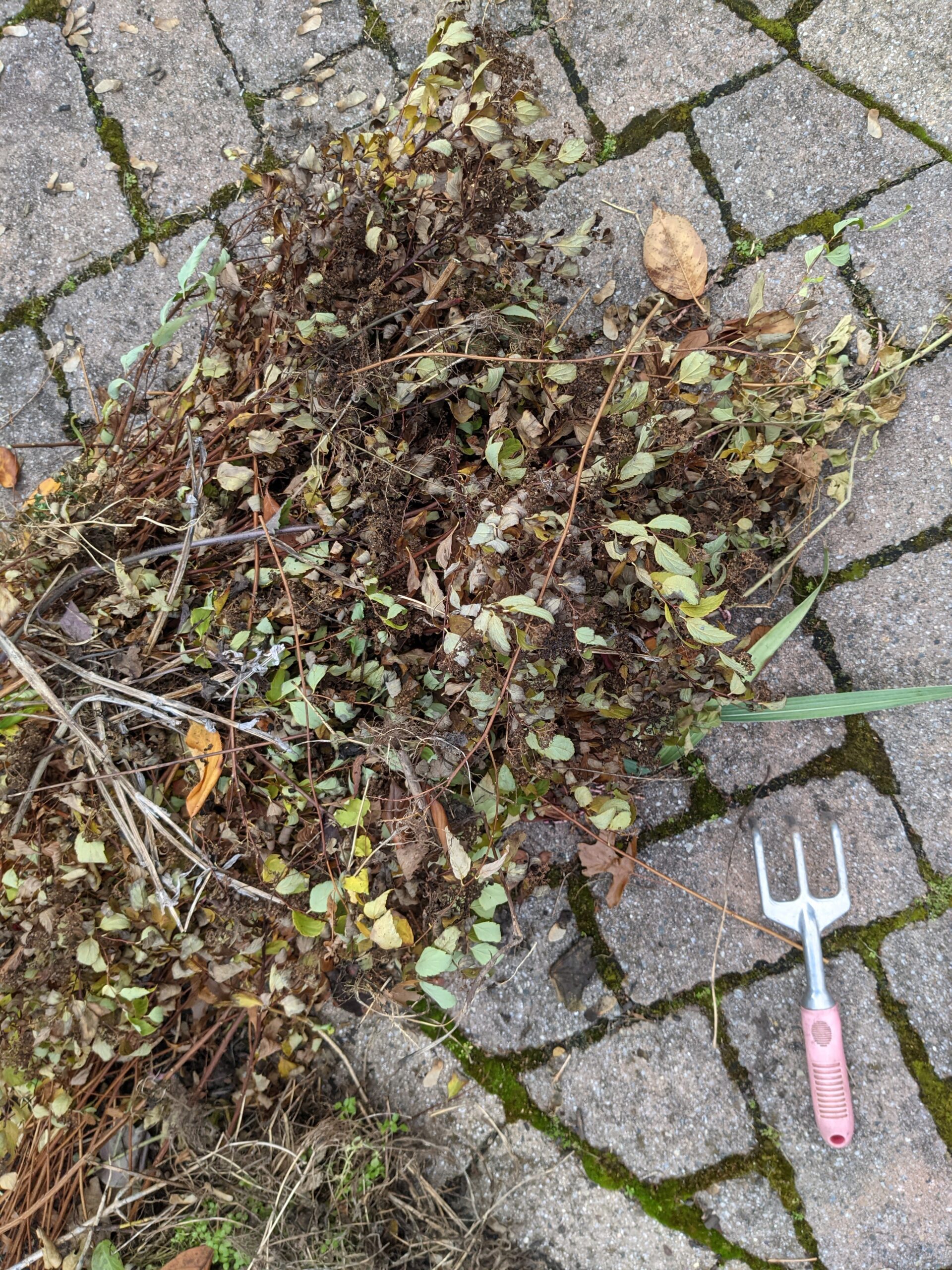 Hedge clippings trimmed back during fall garden chores