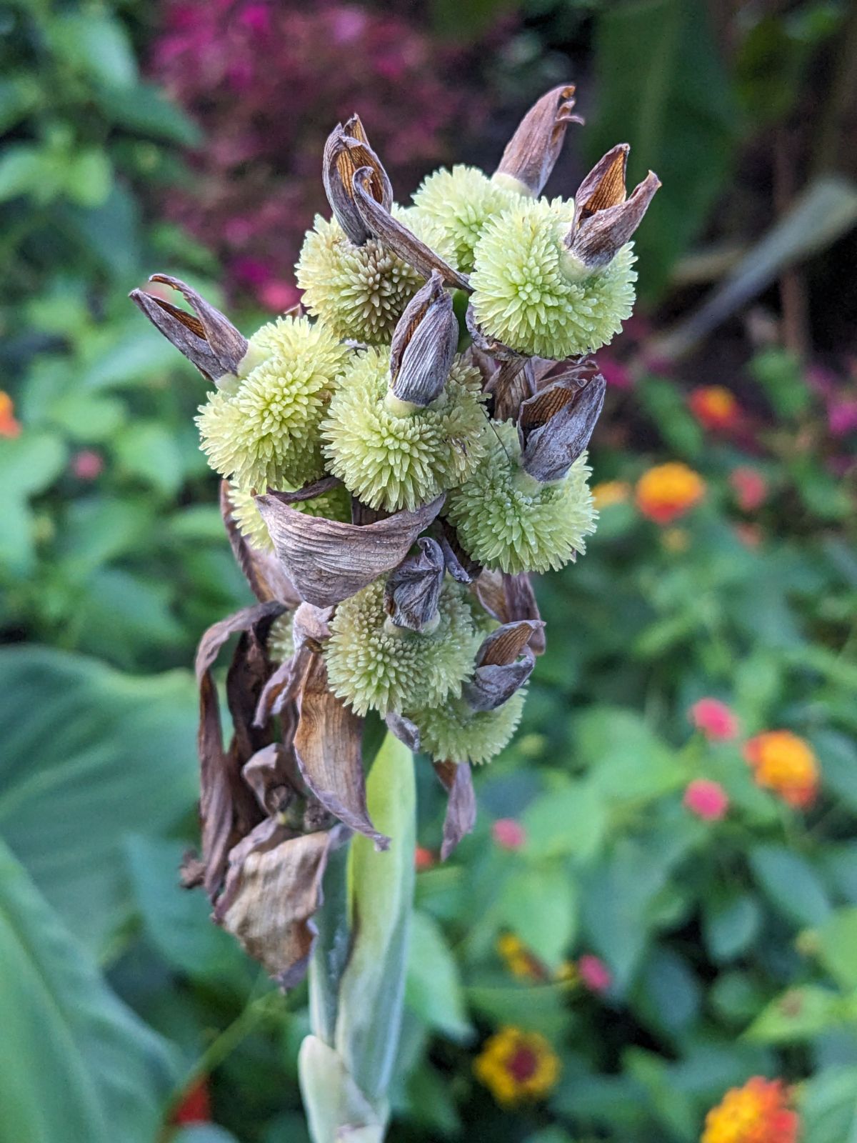 Spiky green balls on the canna plant are the beginnings of the seed pods