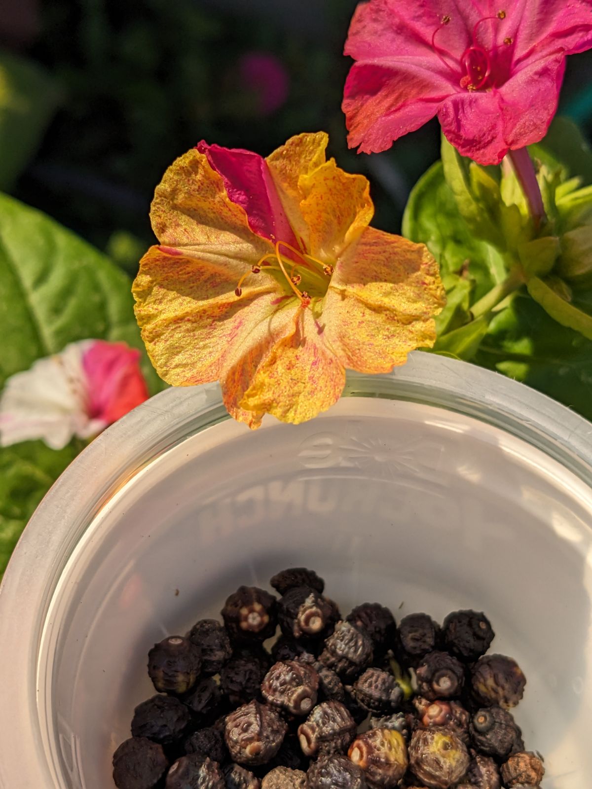 Four o'clock seeds for sale with pink and yellow broken colors