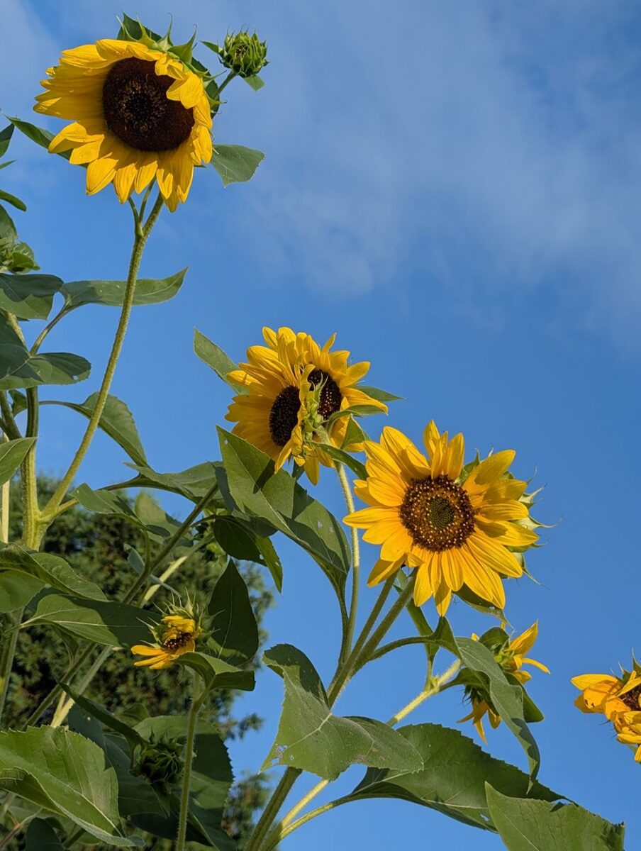Beautiful yellow sunflowers reaching high against a blue sky