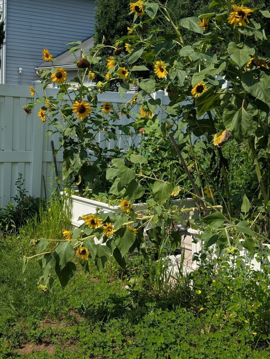 Bent and broken sunflower stalk falling over in a raised bed garden