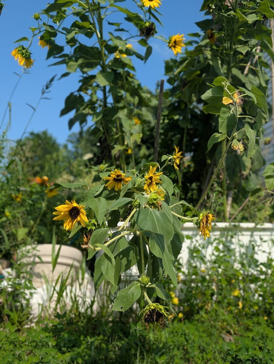 Sunflower bending over in the raised bed garden after the stem bent and partially snapped
