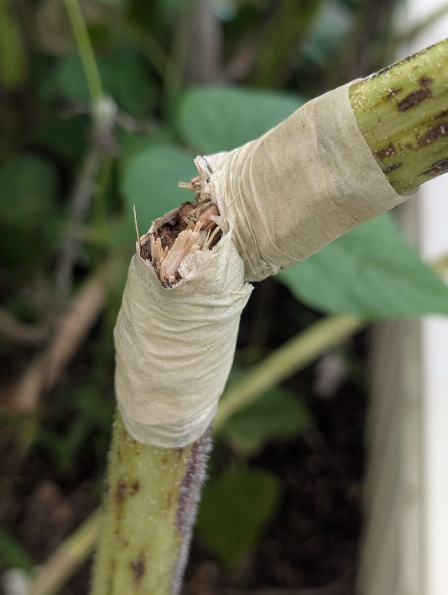 Sunflower stem almost fully snapped off with tape around the stalk