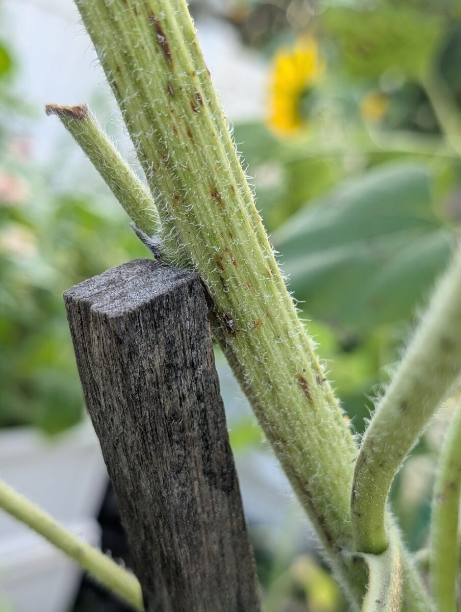 Using a garden stake to support a broken sunflower can help take the weight off so the stem can heal and become strong again.