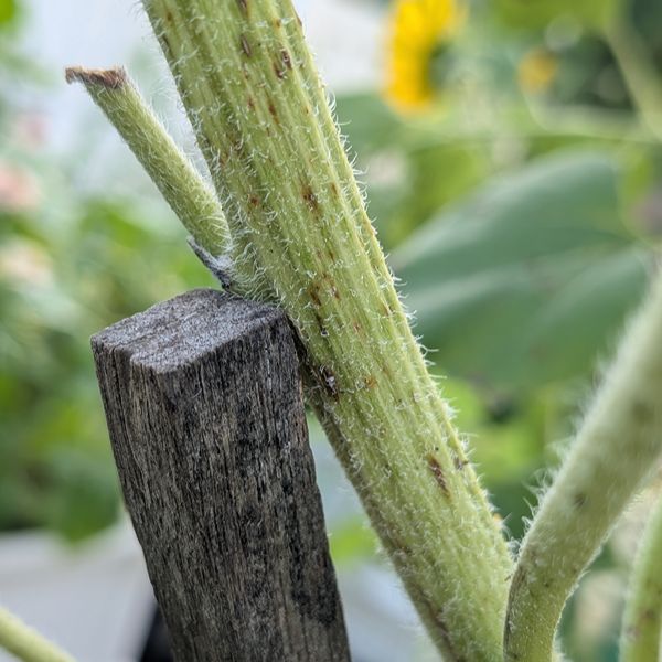 Saving a broken sunflower may involve staking the stalk